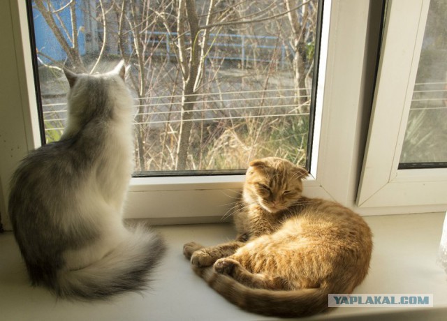 Котовторник 17.06.2014