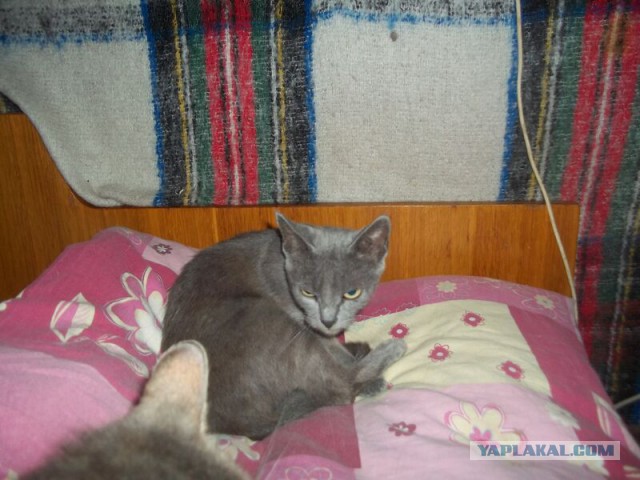 Жизнь домашнего приюта для котеек 14