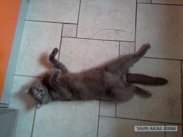 Котовторник 24.06.2014