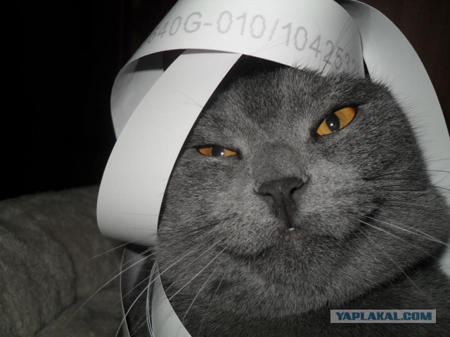Котовторник 30.12.2014