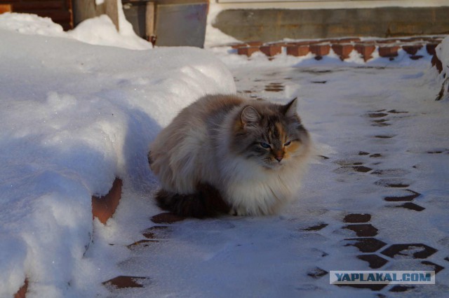 Котовторник 30.12.2014