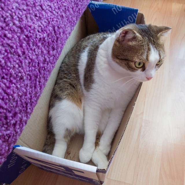 Котовторник