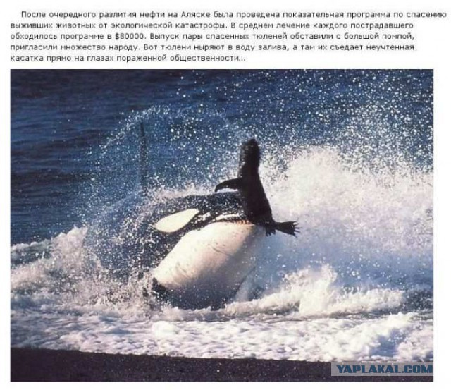 20 фактов обо всем