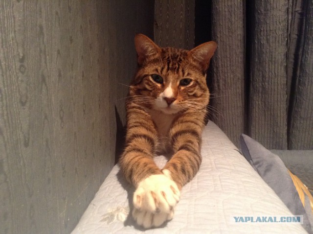 Котовторник 24.03.2015