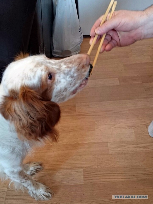 Паша «Ледокол» и Света в Ёбурге, (кулинарно-алкогольные выходные)