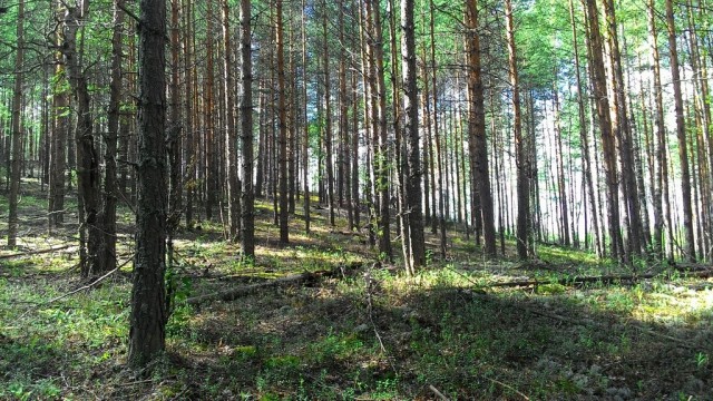 В лес за грибами.