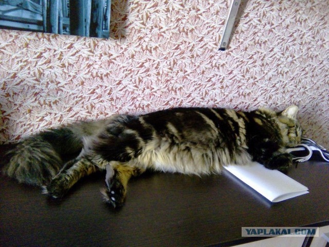 Котовторник 04.08.2015