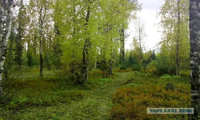 Как узнать, что в лесу нет медведя?