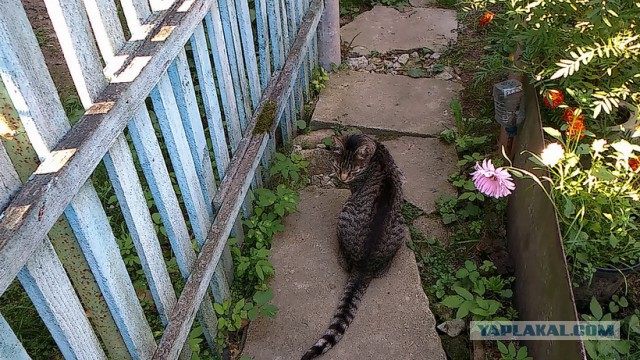 Котовторник