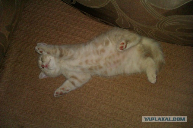 Как спят кошки....