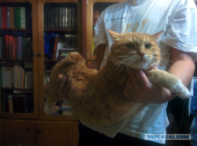 Котовторник 15-09-2015 !