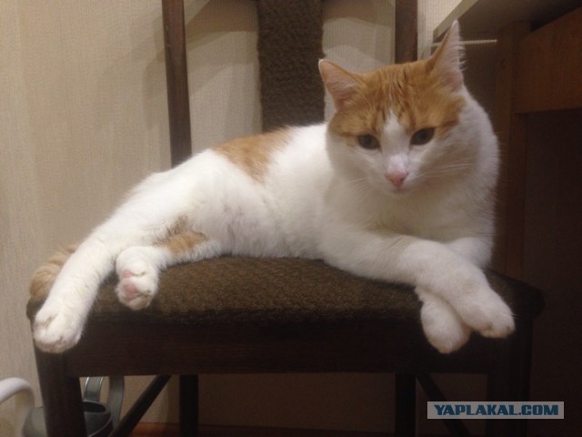 Котовторник 20.10.2015