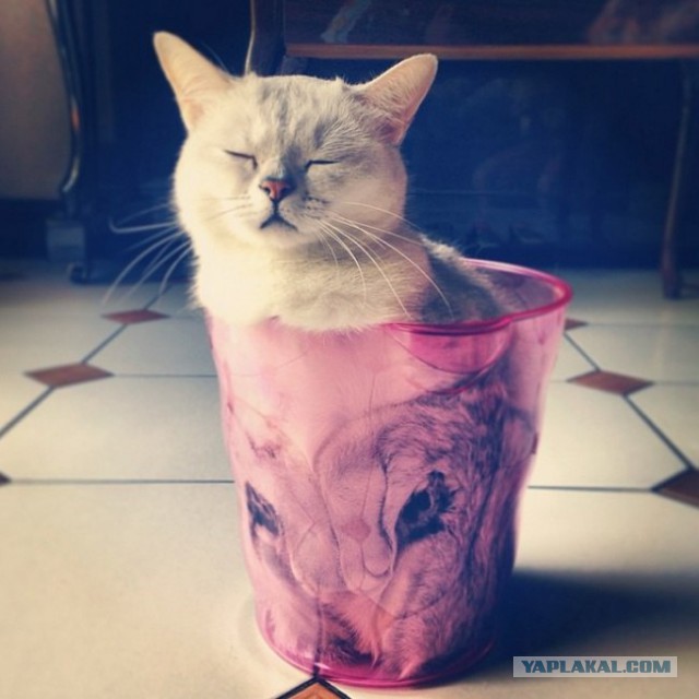 Картинки и прочее