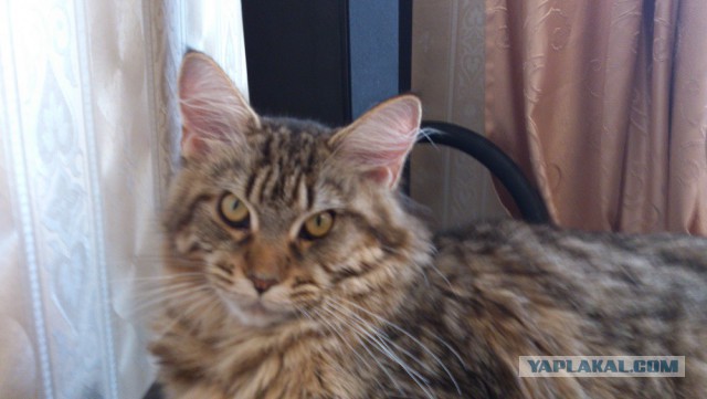 Кошки породы мейн-кун