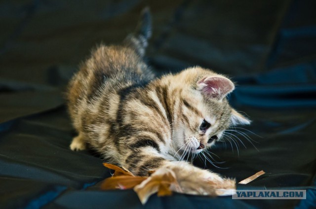 Пост невероятной кошачьей красоты. 25 фот.