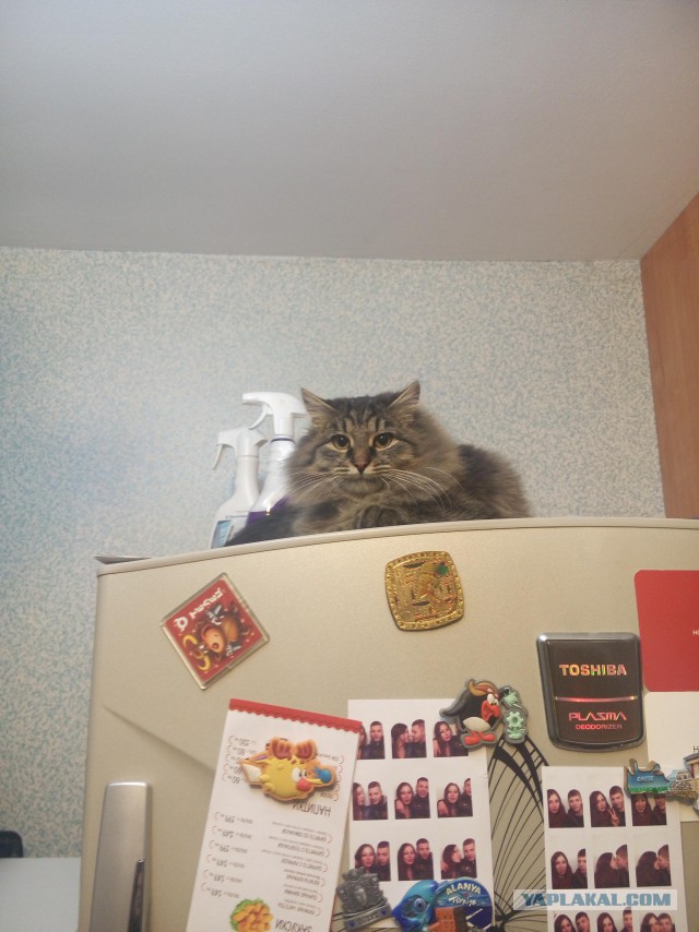 Кошка, которая спит не там (котовторнику посвящается)