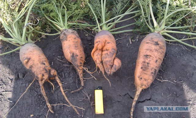 Как растет еда в естественной среде