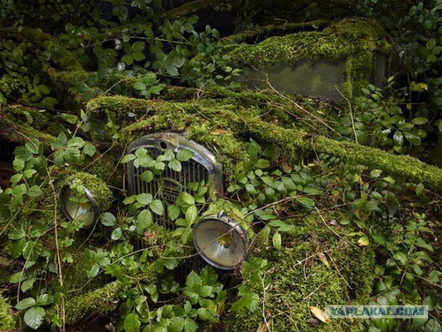 Неандерталь автомобильный