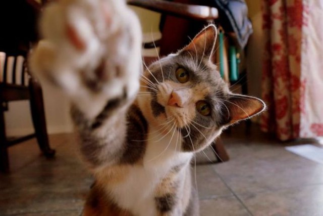 Демы к котовторнику!