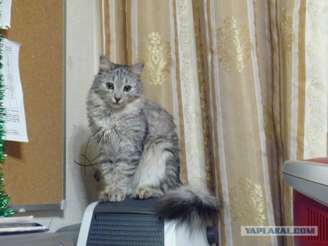 КотоВторник 26.04.2016