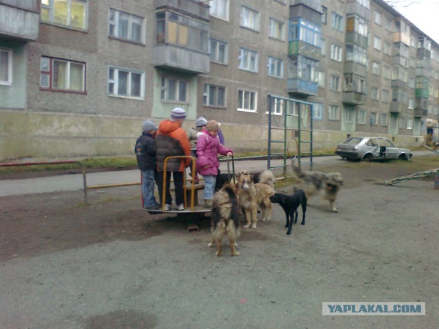В Омске догхантеры отравили собак, гулявших с хозяевами