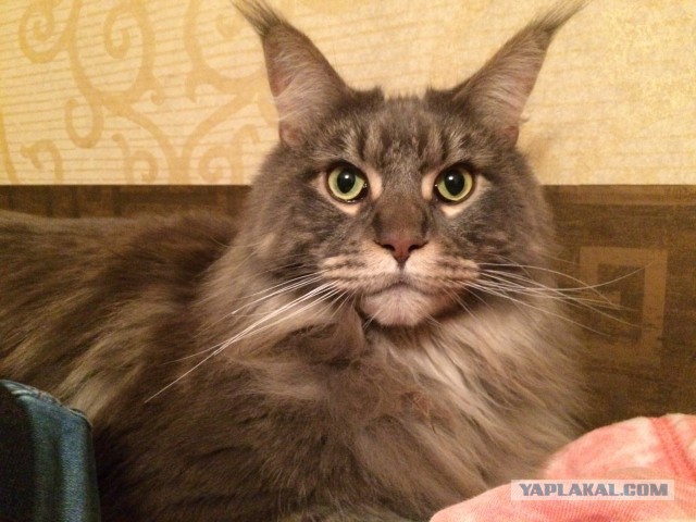 Уже лев или еще кот?