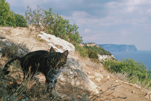 Морские котики