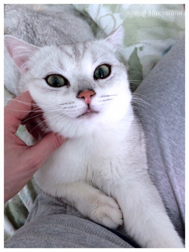 Коты из сети