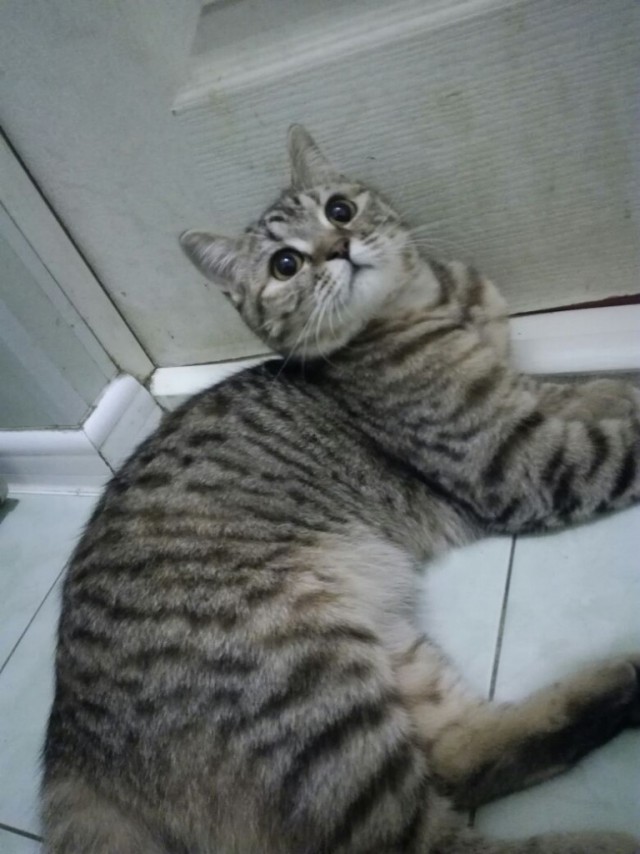 Коты и Кошки