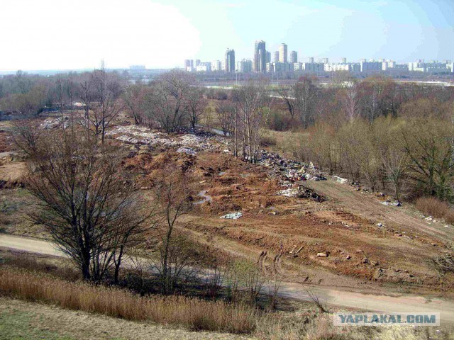 В Москве на Химкинском водохранилище произошла экологическая катастрофа