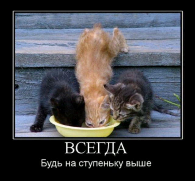 Коты и Кошки