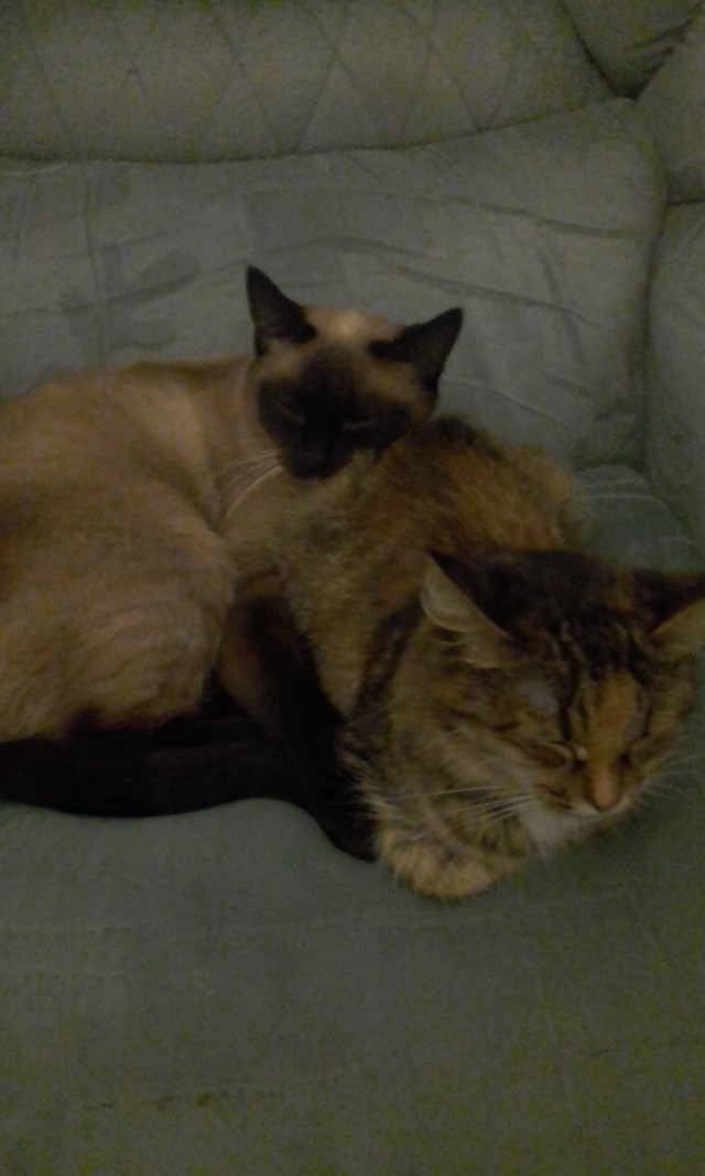 Коты и Кошки