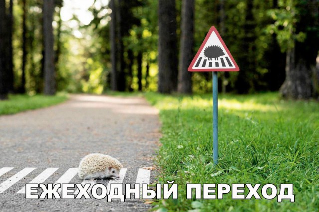 Подборка забавных животных