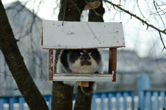 Коты и Кошки