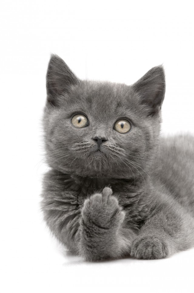 24 кота, которые подняли дерзость на новый уровень