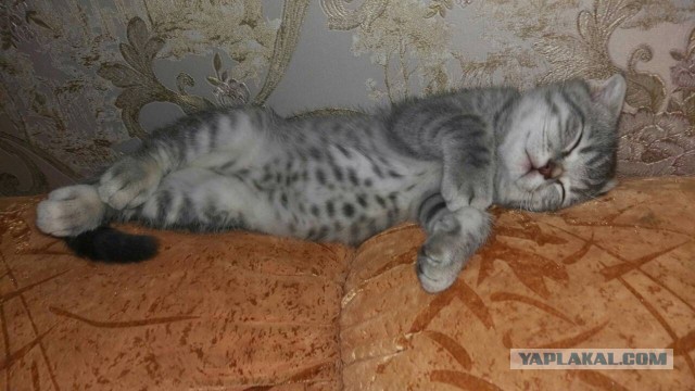Котовторник 30.01.2018