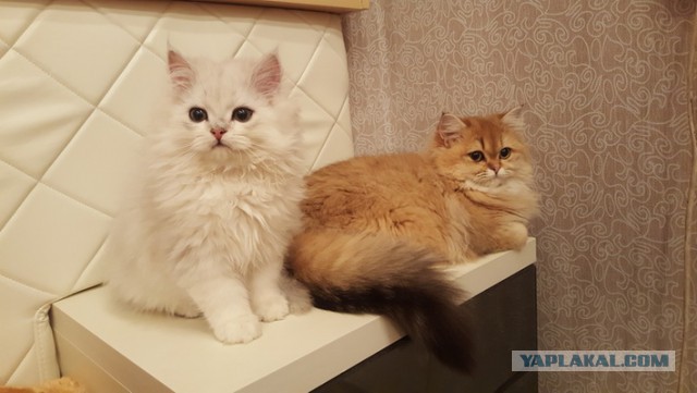 Котовторник  06.03.2018