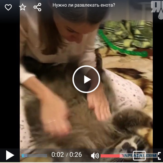 Нужно ли развлекать енота? - Конечно да!