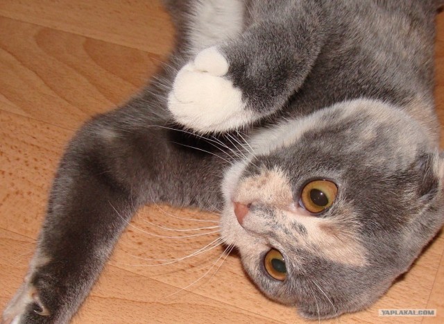 Котовторник (02.06.2009)