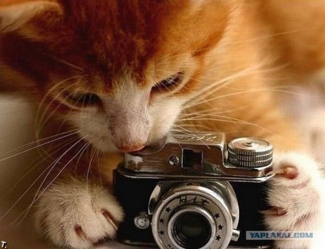 Котовторник!