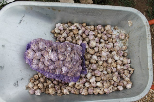 Чесночок на зиму