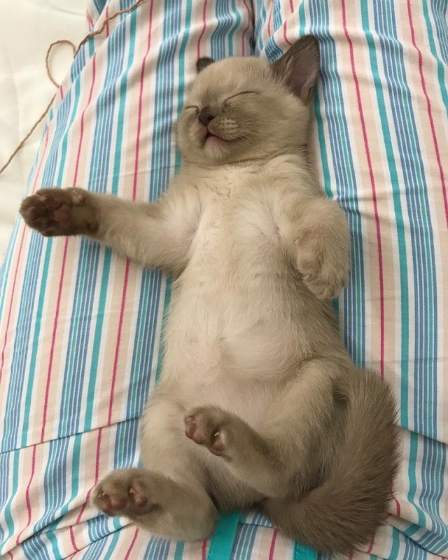 Немного милоты