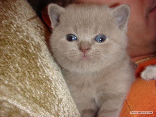 Котовторник стартует