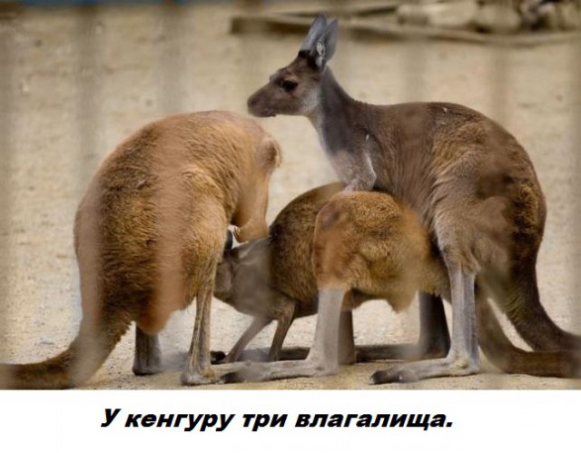 Подборка бесполезных фактов