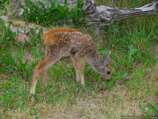 Детки в клетке