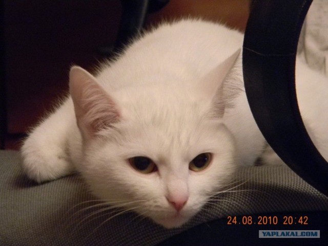 Первый котовторник июля