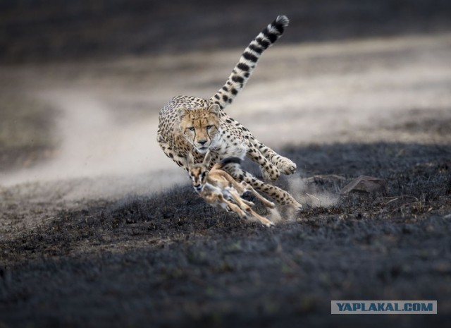 National Geographic выбрал лучшие фото 2018 года. Глядя на них, жалеешь, что фотограф — не ты