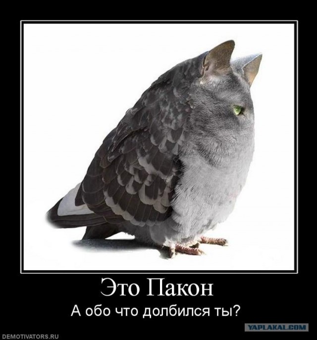 Что это?