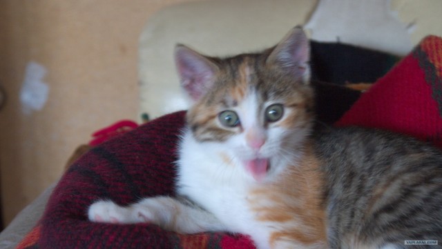 Котовторник (07.02.2012)
