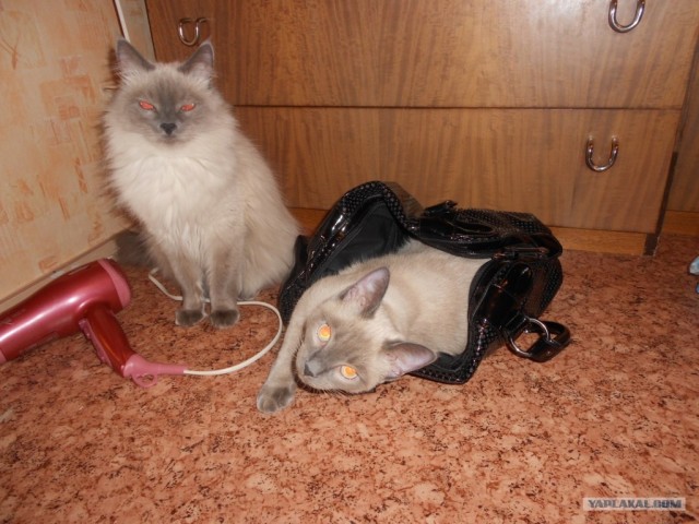 Котовторник (21.02.2012)